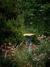Bird Bath with Echinacea