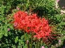 Lycoris Radiata 2