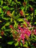 Coral Vine and Firebush