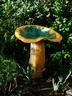 Tractor Seat Bird Bath*